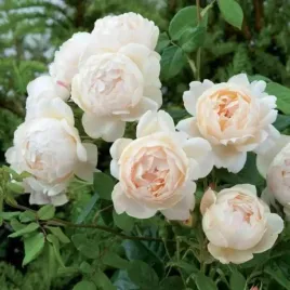roza-miniaturowa-white-dlugie-kwitnienie-ozdobna-sadzonka-p9