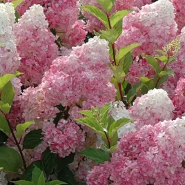 hortensja-bukietowa-sundae-fraise-zmienne-barwy-kwiatow-sadzonka-p9