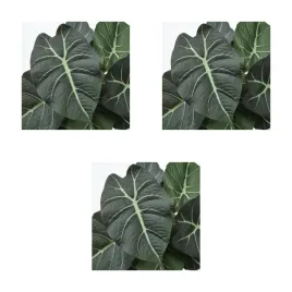 3-szt-sztuczna-roslina-doniczkowa-alocasia-12-cm-fejka