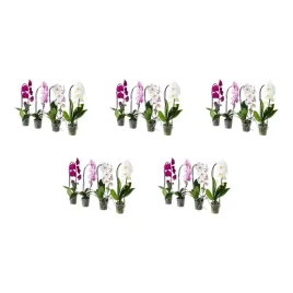 5-szt-orchidea-phalaenopsis-kaskadowa-60-cm-doniczkowa-roslina