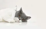 petkit-trymer-2w1