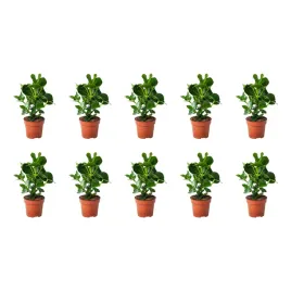 10-szt-kluzja-rozowa-12-cm-roslina-doniczkowa-do-wnetrz-clusia