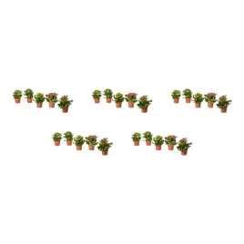 5-szt-kalanchoe-flaming-katy-roslina-doniczkowa-rozne-kolory