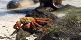 aparat-cyfrowy-kodak-wpz2-czerwony-jakosc-video-1080p