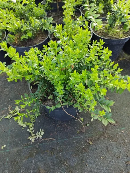 suchodrzew-chinski-sadzonka-waga-z-opakowaniem-1-kg