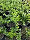 suchodrzew-chinski-sadzonka-roslina-w-postaci-sadzonka-w-pojemniku-1-2l