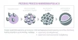 aliness-rhamnosus-probiotyk