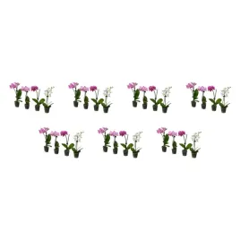 7-szt-phalaenopsis-roslina-doniczkowa-orchidea-rozne-kolory-6-cm