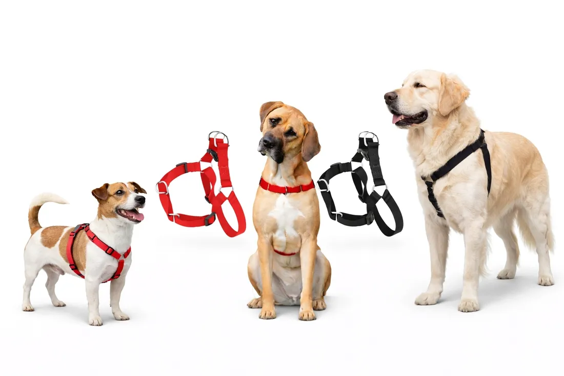 dingo-easy-walk-szelki-treningowe-dla-psa-60