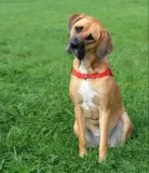 dingo-easy-walk-szelki-treningowe-dla-psa-60-kolor-czarny
