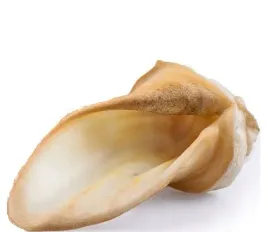 uszy-wolowe-duze-biale-i-gatunek-1-sztuka-ok-50g
