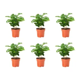 6-szt-coffea-arabica-roslina-doniczkowa-kawa-20-cm-coffea