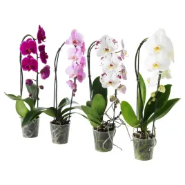 orchidea-phalaenopsis-kaskadowa-60-cm-doniczkowa-roslina