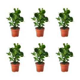 6-szt-kluzja-rozowa-12-cm-roslina-doniczkowa-do-wnetrz-clusia