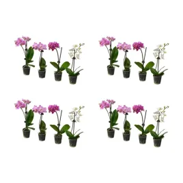 4-szt-phalaenopsis-roslina-doniczkowa-orchidea-rozne-kolory-6-cm