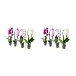2-szt-orchidea-phalaenopsis-kaskadowa-60-cm-doniczkowa-roslina