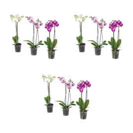 3-szt-orchidea-phalaenopsis-2-lodygi-60-cm-roslina-doniczkowa
