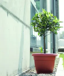 doniczka-tworzywo-sztuczne-pomaranczowy-prosperplast-20-cm-x-20-x-155-cm