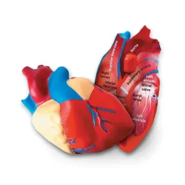 serce-model-serca-przekrojowy-z-pianki-anatomia-ler044