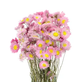 suszone-kwiaty-suchlin-rozowy-acroclinium-bukiet