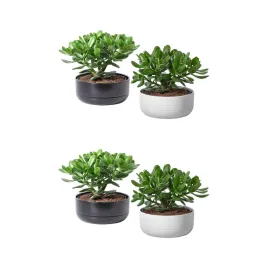 2-szt-crassula-ovata-drzewko-pieniedzy-22-cm-doniczka-zielona