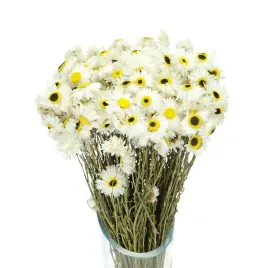 suszony-suchlin-bialy-acroclinium-helipterum-bukiet-suszone-kwiaty