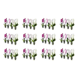12-szt-orchidea-phalaenopsis-kaskadowa-60-cm-doniczkowa-roslina