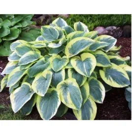 funkia-hosta-american-halo