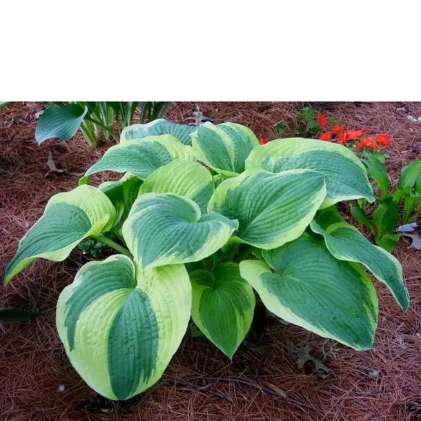 funkia-hosta-american-halo
