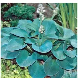 funkia-hosta-blue-mouse-ears