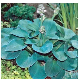 funkia-hosta-blue-mouse-ears