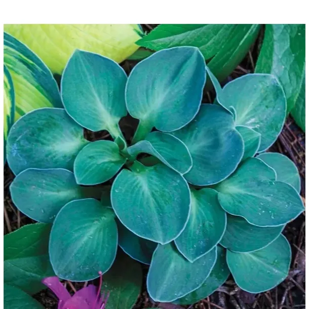 funkia-hosta-blue-mouse-ears