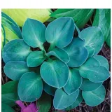 funkia-hosta-blue-mouse-ears