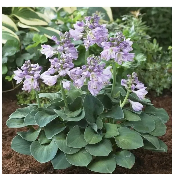 funkia-hosta-blue-mouse-ears