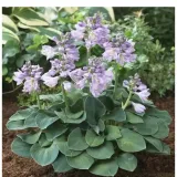 funkia-hosta-blue-mouse-ears