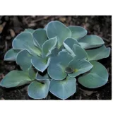 funkia-hosta-blue-mouse-ears