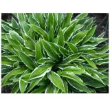 funkia-hosta-stiletto