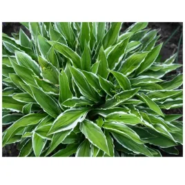funkia-hosta-stiletto