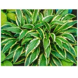 funkia-hosta-stiletto