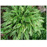 funkia-hosta-stiletto