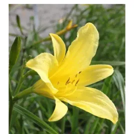 liliowiec-cytrynowy-hemerocallis-citrina