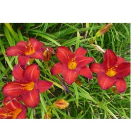 liliowiec-hemerocallis-chicago-apache