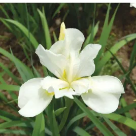 kosaciec-syberyjski-iris-sibirica-weiss