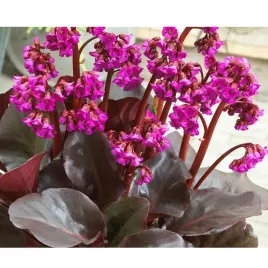 bergenia-x-hybrida-flirt