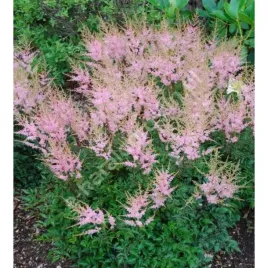 tawulka-pojedynczolistna-astilbe-simplicifolia-sprite