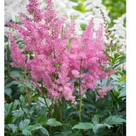 tawulka-japonska-astilbe-japonica-rheinland