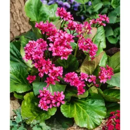 bergenia-sercolistna-bergenia-cordifolia-rotblum