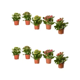 2-szt-kalanchoe-flaming-katy-roslina-doniczkowa-rozne-kolory