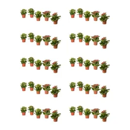 10-szt-kalanchoe-flaming-katy-roslina-doniczkowa-rozne-kolory