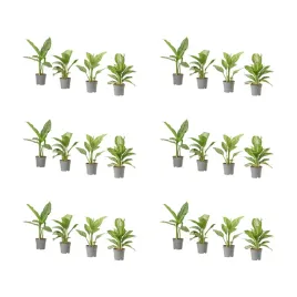 6-szt-aglaonema-roslina-doniczkowa-65-cm-zielona-oaza-natury